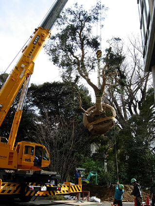 オリーブの移植 株式会社 野沢園 創業140余年