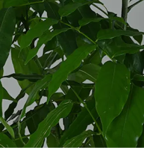 観葉植物