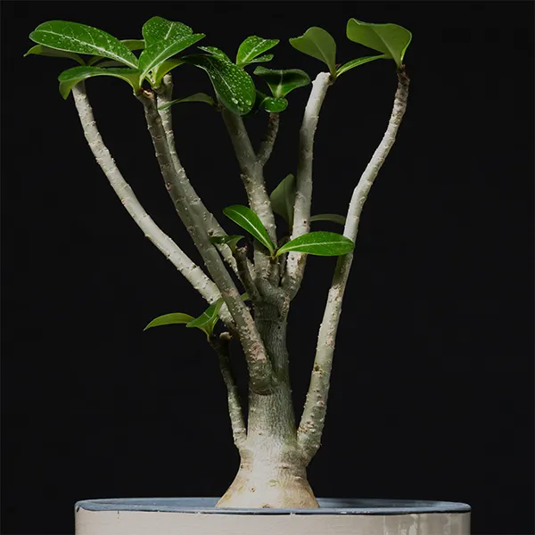 塊根植物