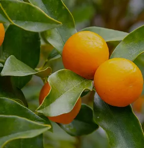 果樹