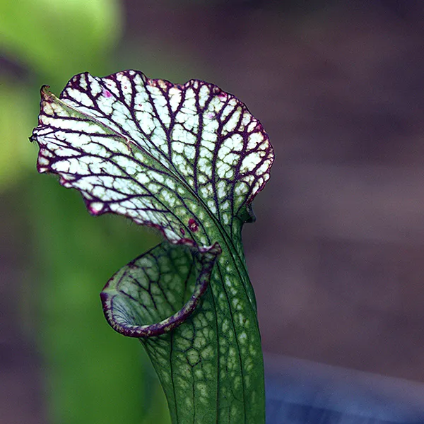 食虫植物