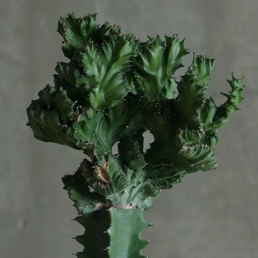 珍奇植物