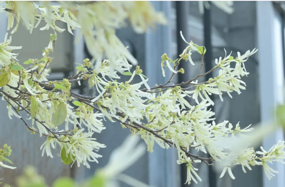 野沢園日記