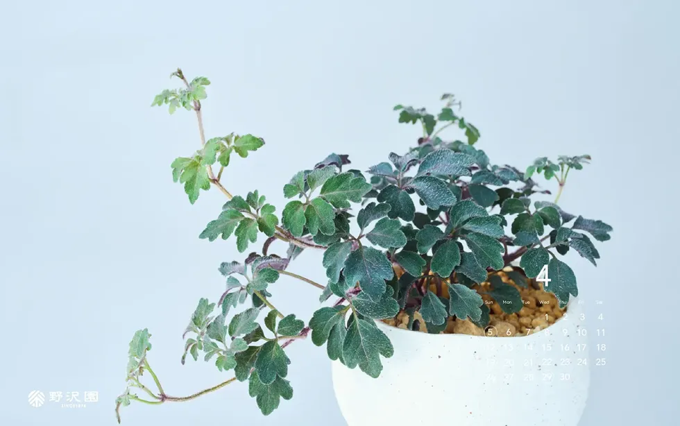 植物カレンダー