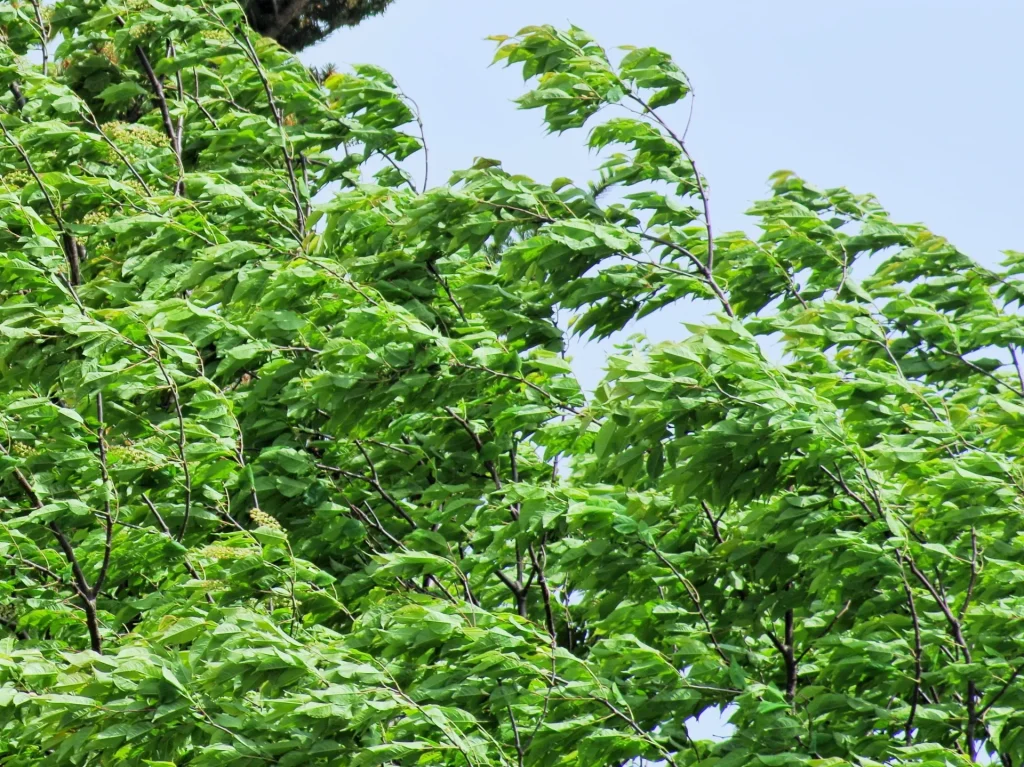 春一番 野沢園blog