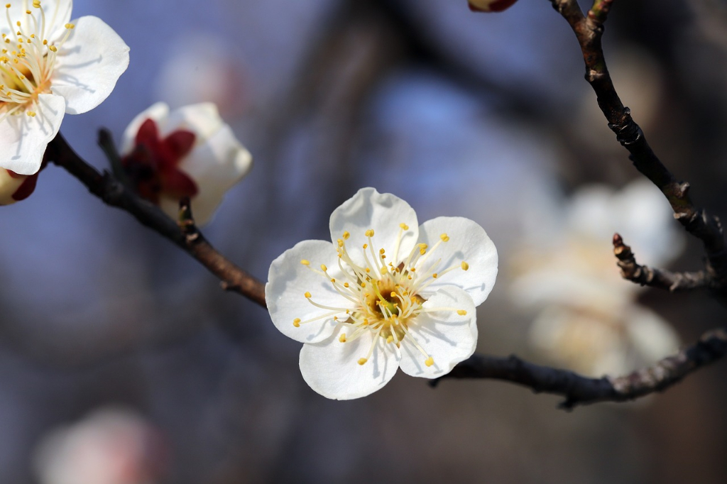 野沢園blog 季節の花梅の花
グリーンレンタル
