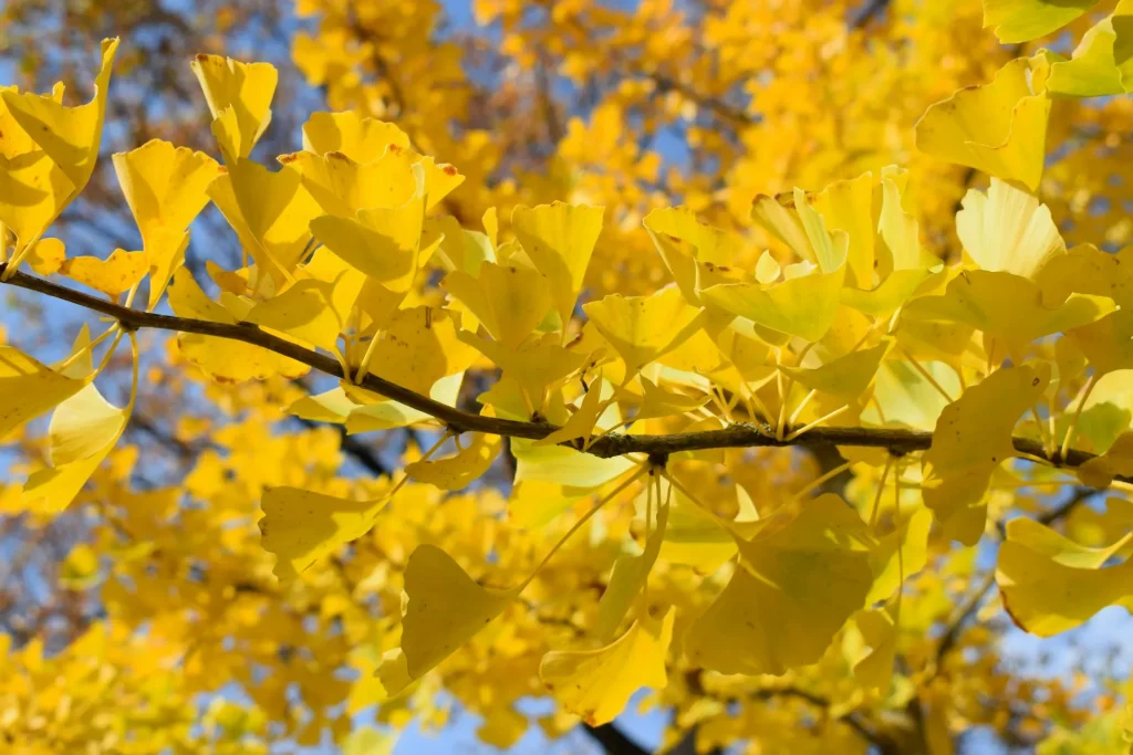 イチョウの黄葉 野沢園ブログ