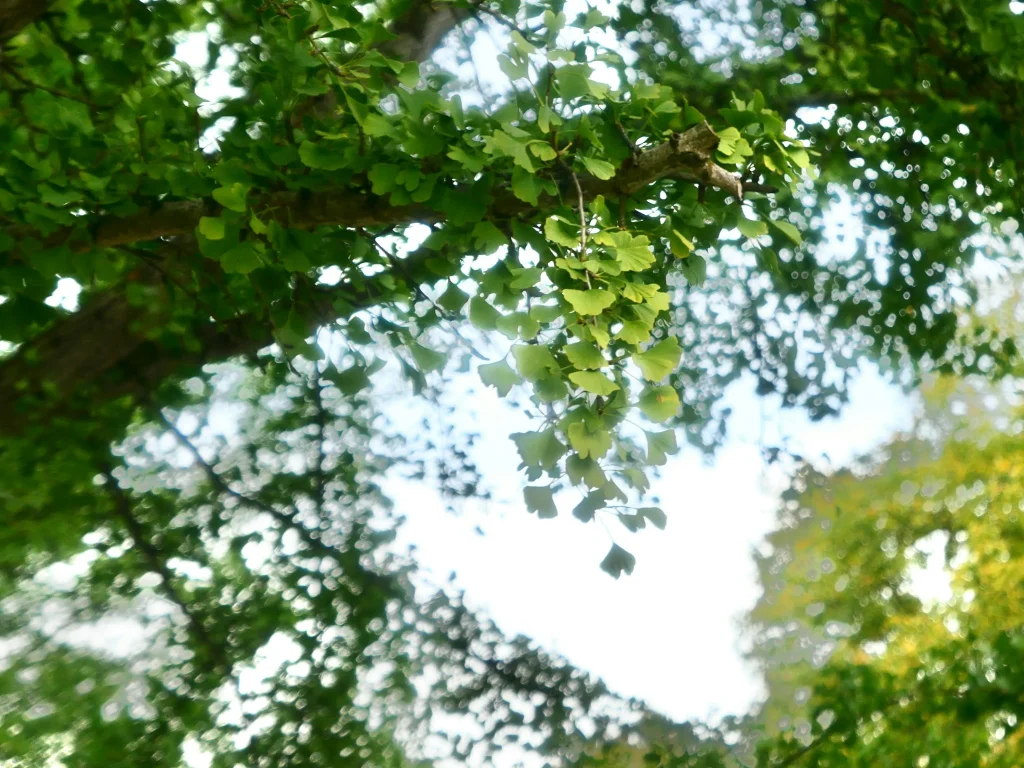 イチョウについて 野沢園ブログ