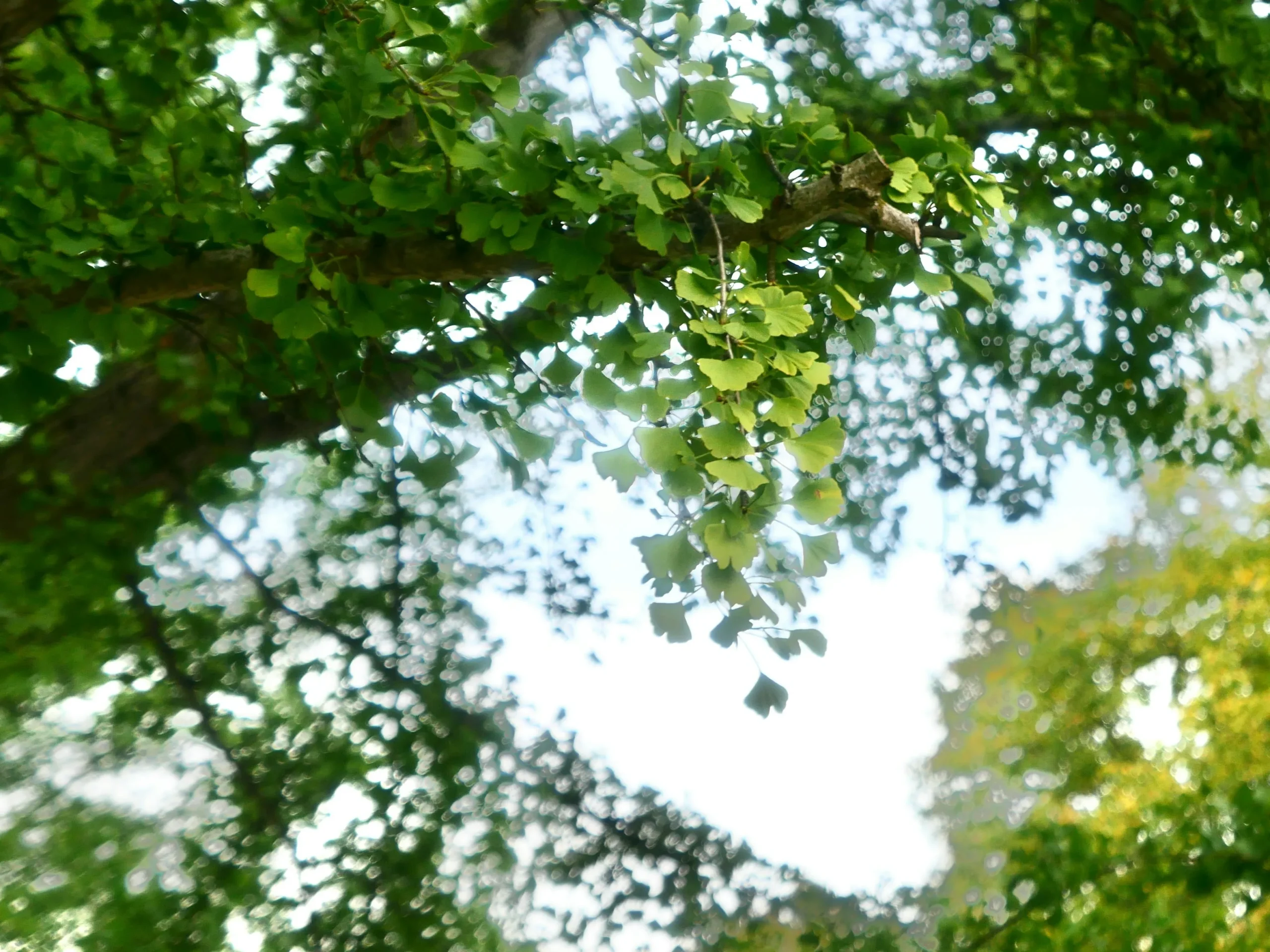 イチョウについて　野沢園ブログ