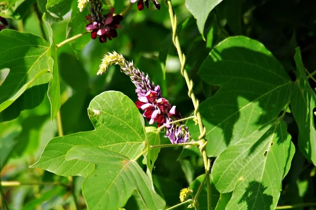 葛の花 野沢園ブログ