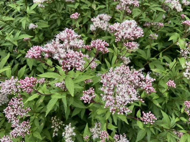 藤袴 野沢園ブログ