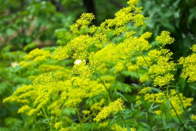 オミナエシ 野沢園ブログ