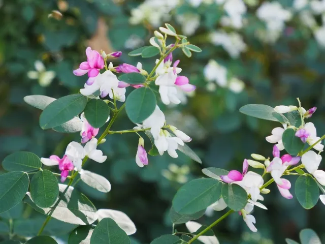 萩の花 野沢園ブログ