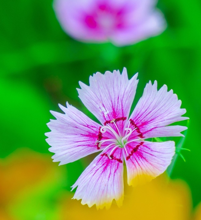 撫子 野沢園ブログ