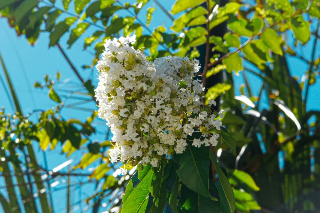 サルスベリの白い花 野沢園ブログ