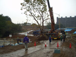 プラタナス移植作業　野沢園造園部