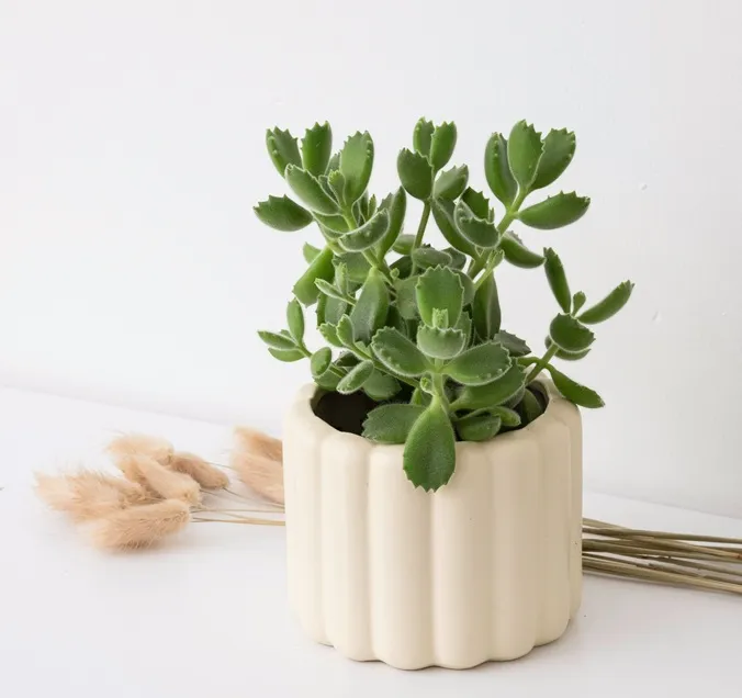 熊童子　野沢園blog