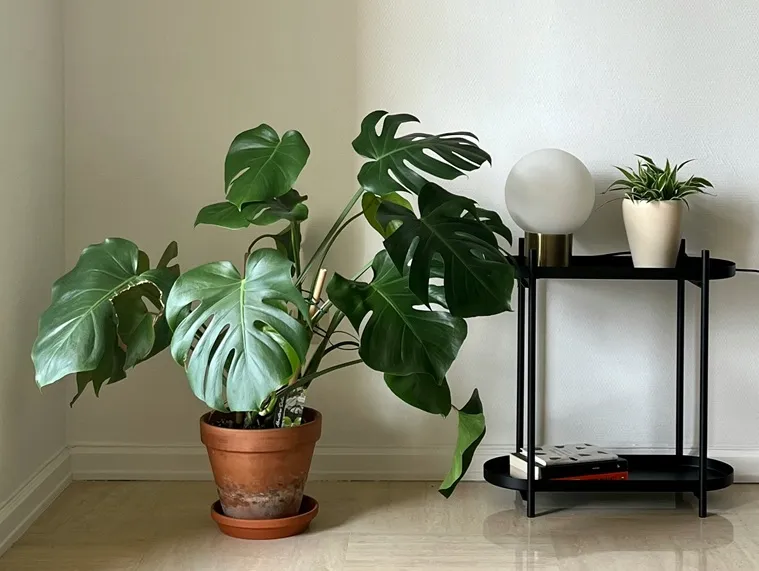 モンステラ　野沢園ブログ