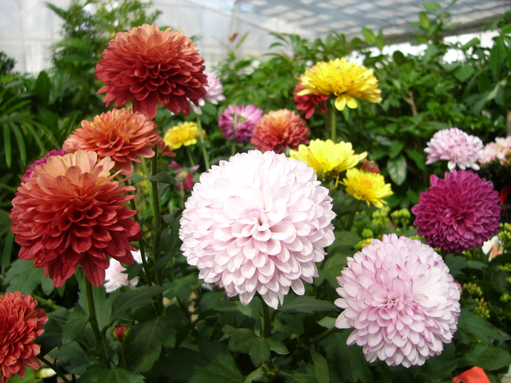 ポンポンマム　野沢園blog　秋の花　東京近郊グリーンレンタル