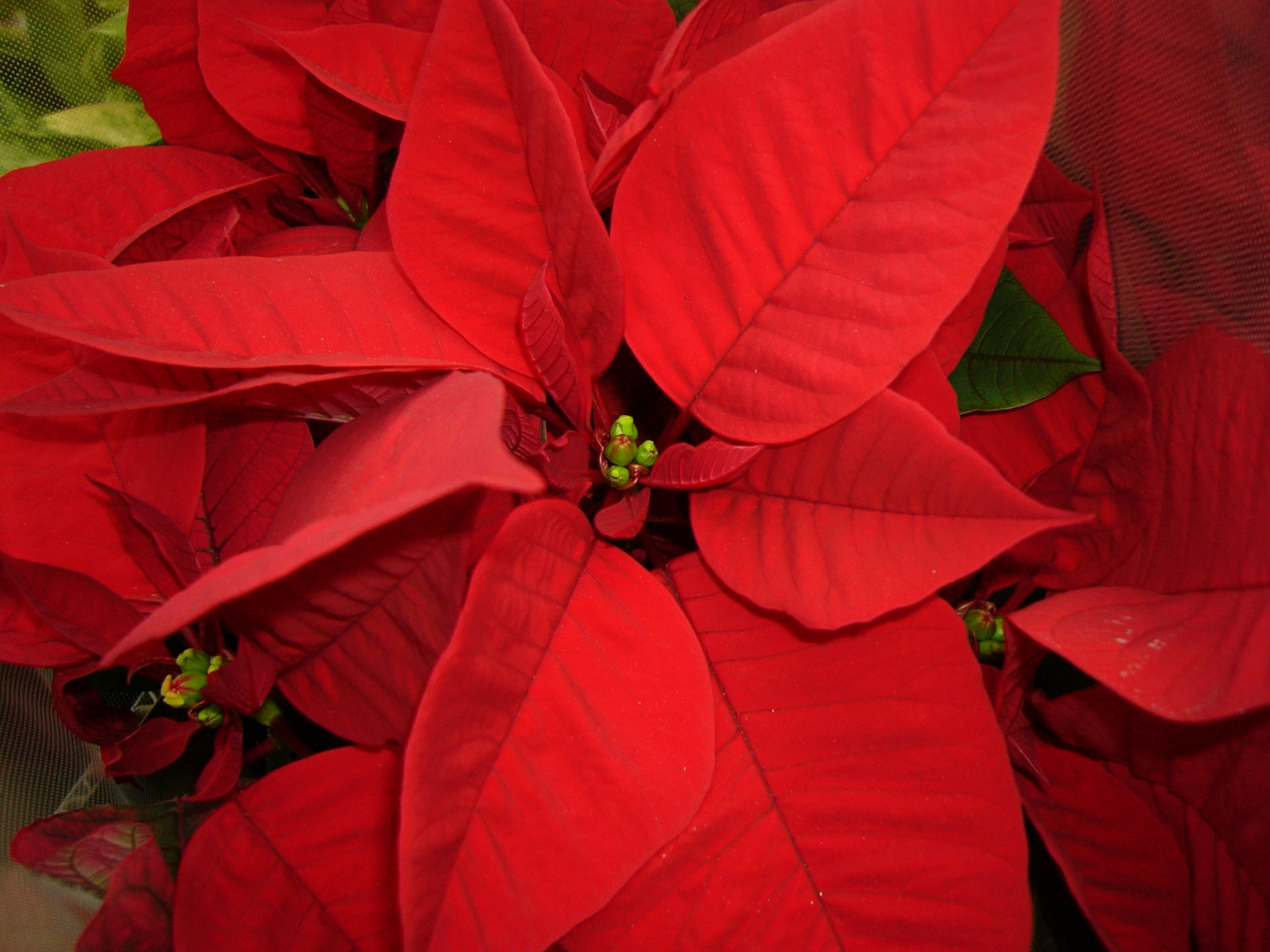 ポインセチア　野沢園blog　グリーンレンタル