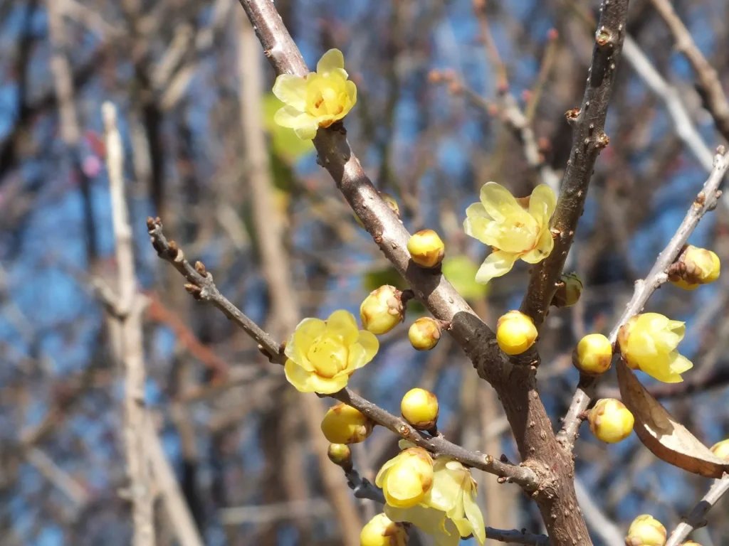 蝋梅 野沢園ブログ