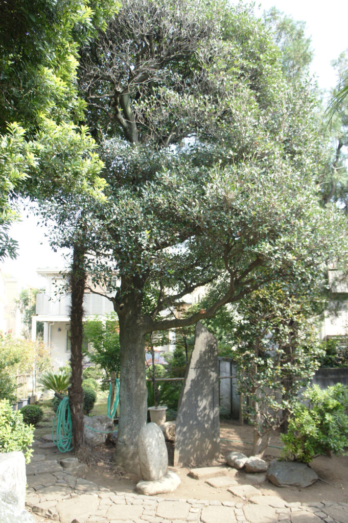 モッコク　野沢園blog　グリーンレンタル
