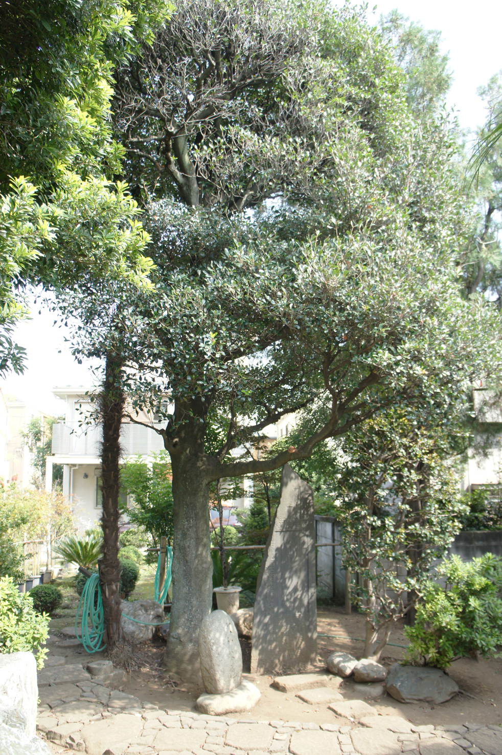 モッコク　野沢園blog　グリーンレンタル