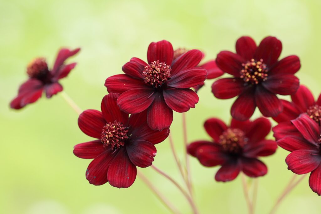 チョコレートコスモス　野沢園ブログ
