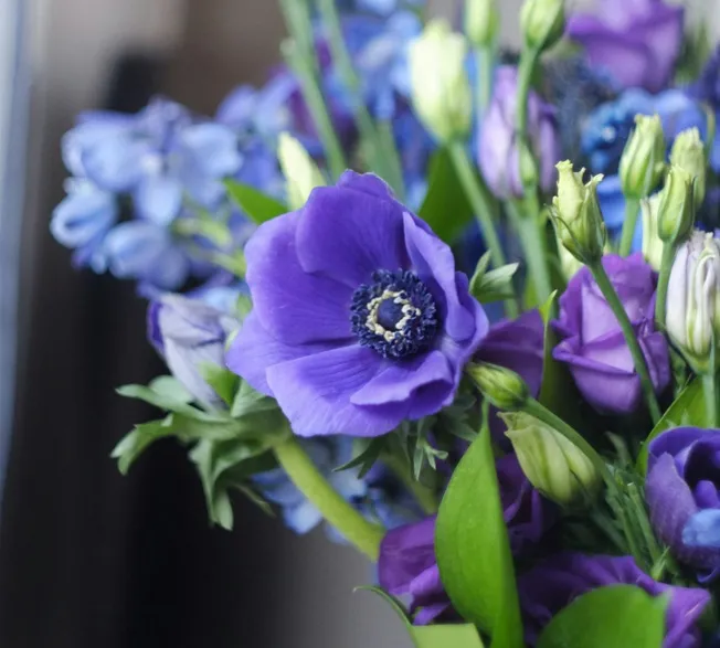 アネモネ　野沢園ブログ