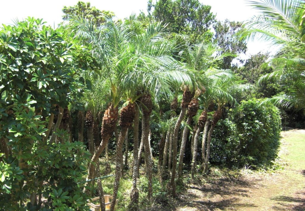 八丈島研修　野沢園blog　グリーンレンタル