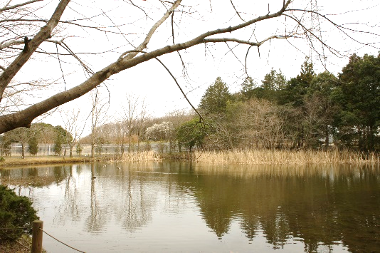 筑波植物園　野沢園blog
グリーンレンタル