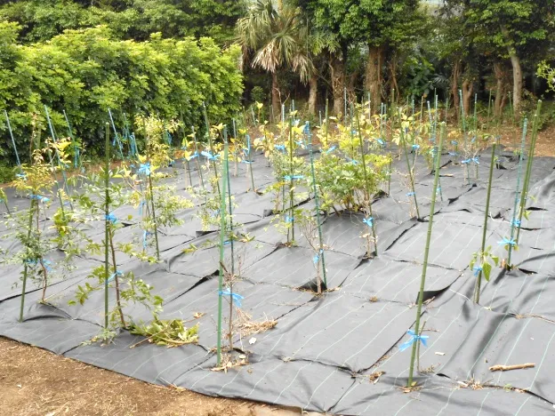 野沢園八丈島農場　野沢園blog　グリーンレンタル　