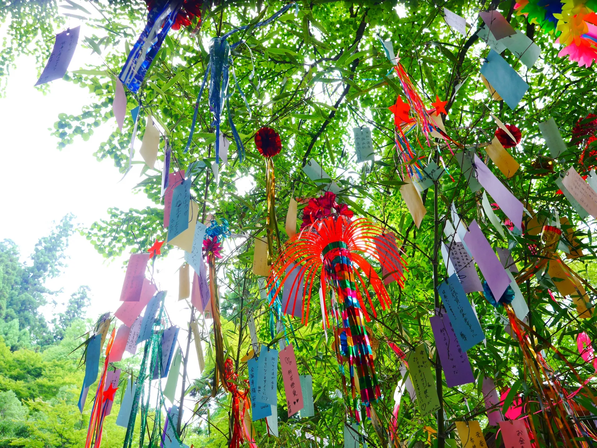七夕飾り　野沢園ブログ グリーンレンタル