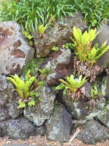 八丈島出張　野沢園blog　レンタルグリーン