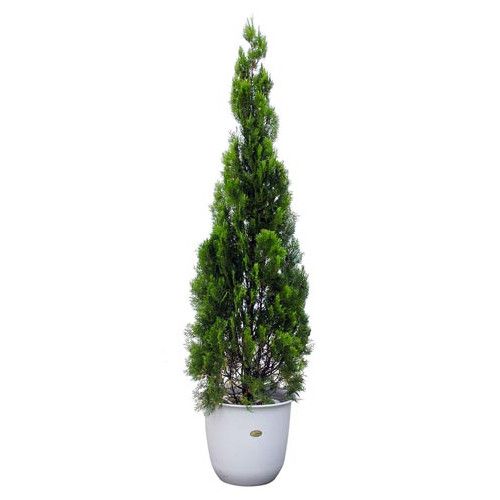 エレガンテシマ 株式会社 野沢園 創業140余年