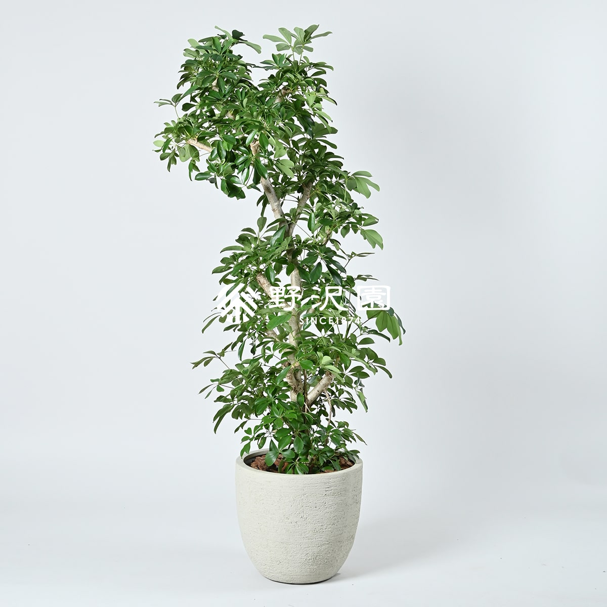 シェフレラ・ホンコンカポック | 株式会社 野沢園 創業150年 