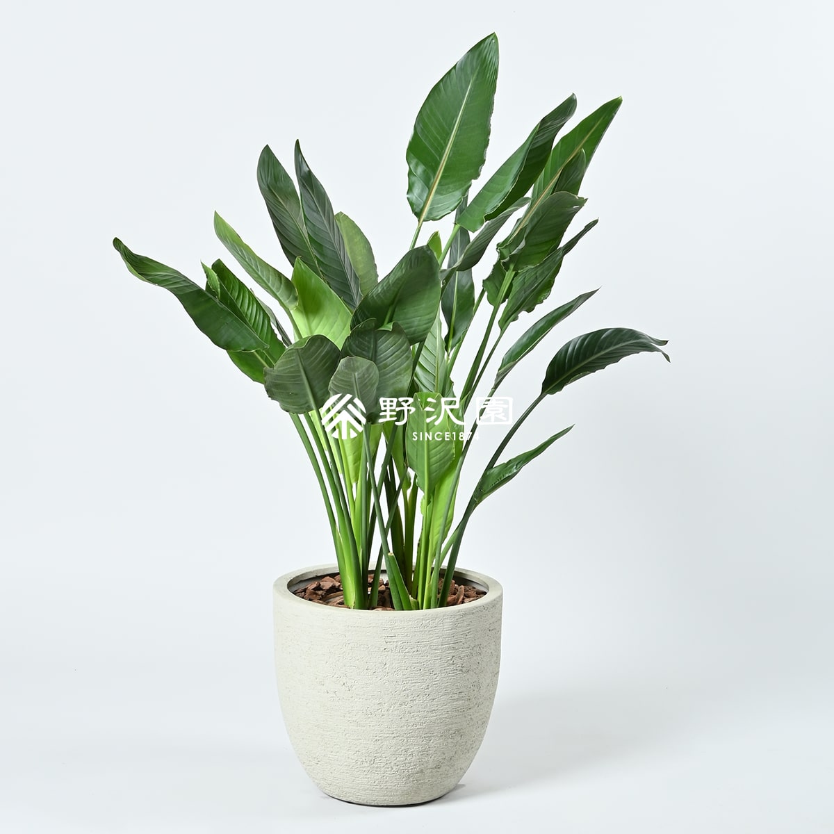 現品】ストレチア/ストレリチア・レギネ 5号（1）Strelitzia reginae 