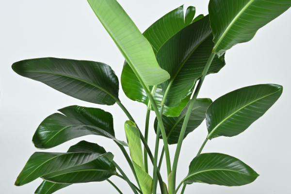 オーガスタ 株式会社 野沢園 創業150年