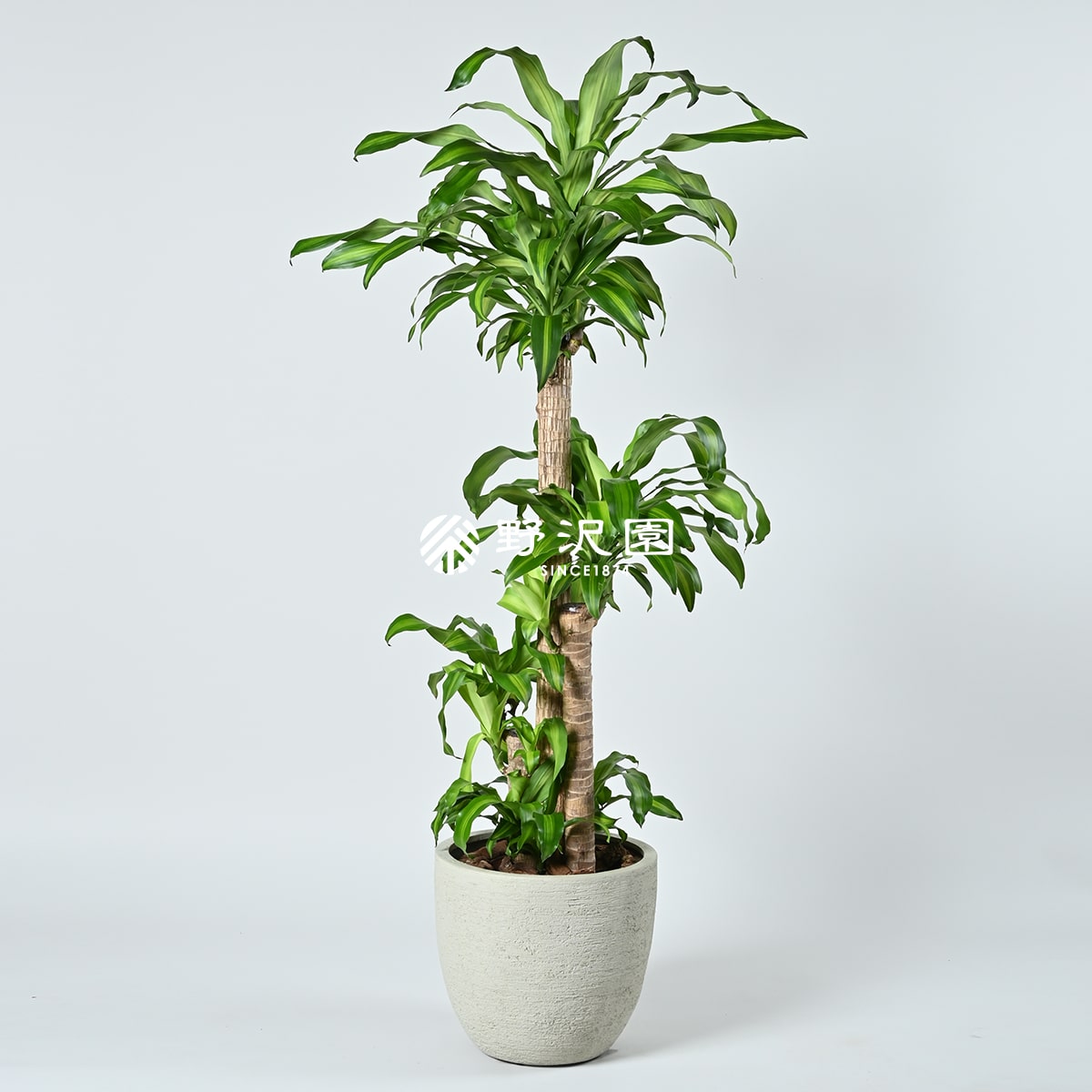人工観葉植物 ドラセナマッサンゲアナ 高さ95cm （P203-fg1917) （代引き不可） 観葉植物 ドラセナ・マッサンゲアナ 幸福の木 7号 角プラスチック鉢