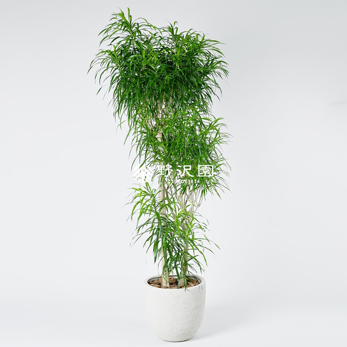 観葉植物 ドラセナ・リフレクサ（レフレクサ / アングスティフォリア） / 6寸・約W50cm×H100cm 観葉植物 &frasl; アングスティ 鉢皿 観葉植物数量限定ドラセナ・リフレクサ（レフレクサ 良形