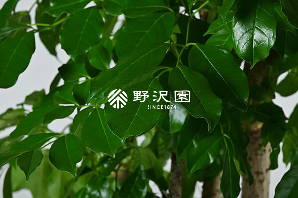 タベビア