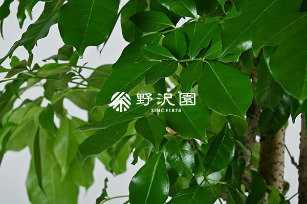 タベビア