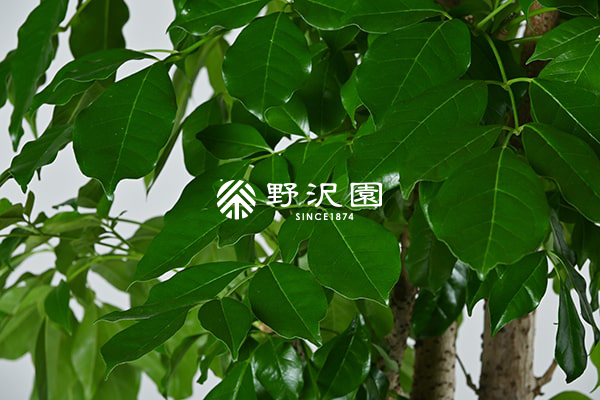 タベビア