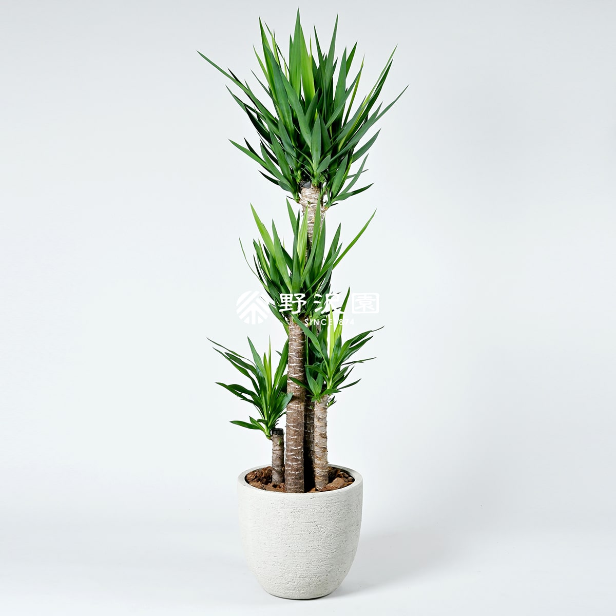 光の園(2023年版)　ユッカ　品番：2270A100　高さ：100cm - アートクリエイション 送料無料 [光触媒/人工観葉植物] 光の園(2025年版) ユッカ 品番：2270A100 高さ：100cm - アート