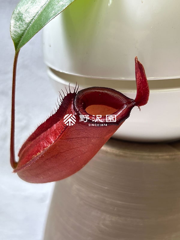 ネペンテス
