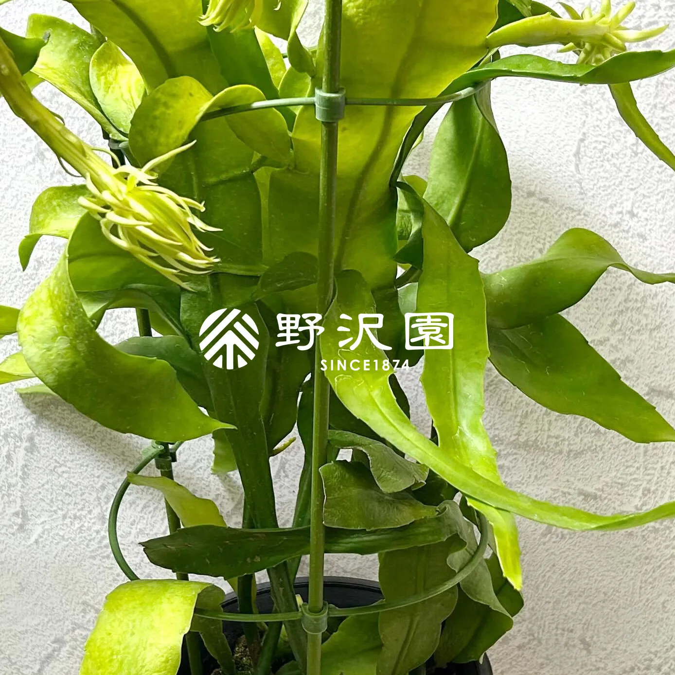 月下美人