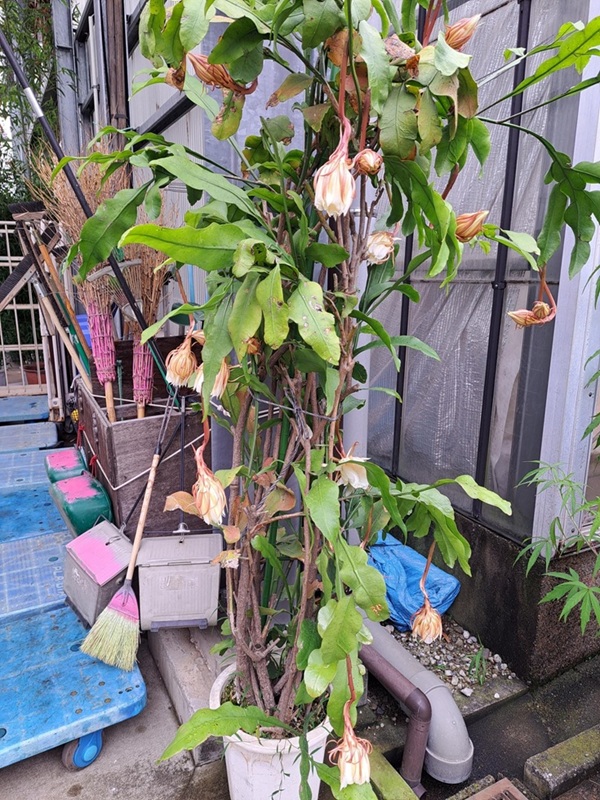 月下美人を食べてみた！ | 株式会社 野沢園 I 創業150年 観葉植物 