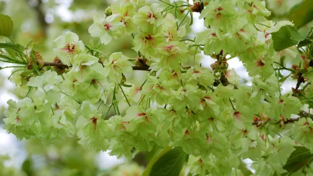 御衣黄桜　野沢園ブログ