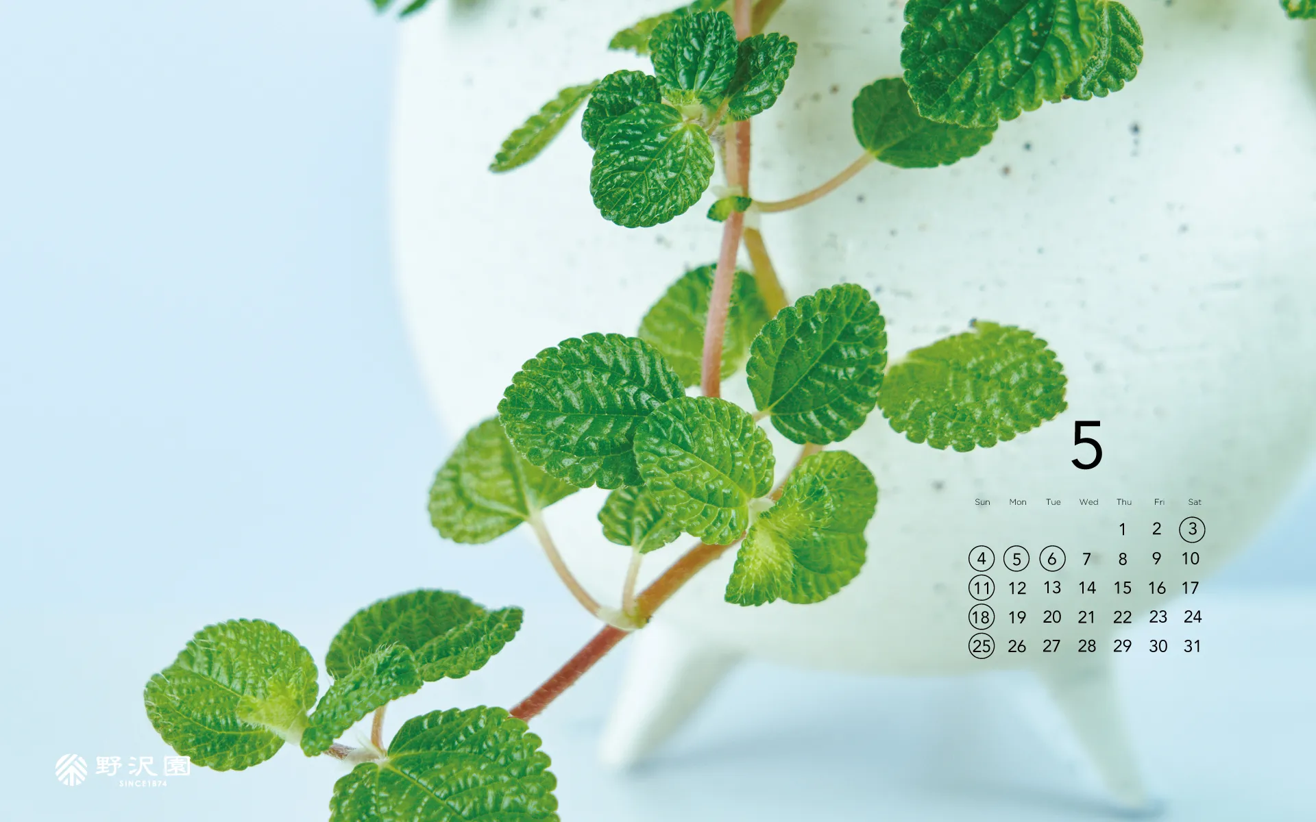 野沢園植物カレンダー 2025年3月 ペペロミア・カペラータ