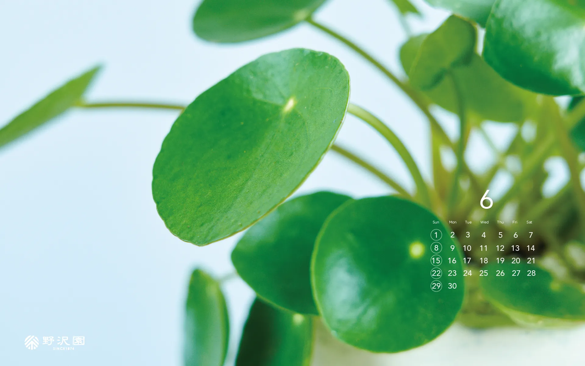 野沢園植物カレンダー 2025年3月 ペペロミア・カペラータ